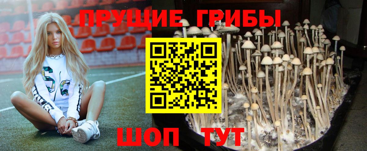 Галлюциногенные грибы Psilocybe  Вход с VPN  Борзя 